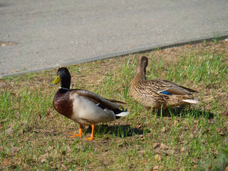 Two ducks walk in the city Park, Drake and duck.
