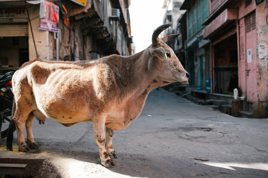 Indian cow in the street of Jaipur, Rajasthan.