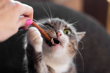  the cat is chewing on a treat. the cat takes the treat from hand