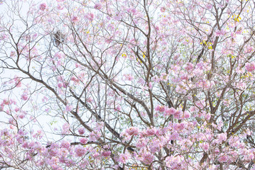 branch of Tabebuia rosea pink trumpet tree 