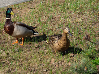 Two ducks walk in the city Park, Drake and duck.