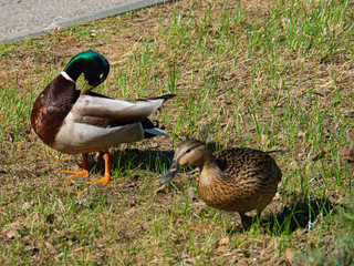 Two ducks walk in the city Park, Drake and duck.
