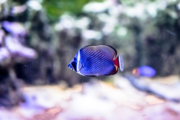 tropical fish on blue background
