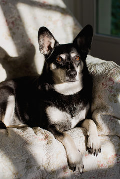 Portrait of dog on the sofa half in shadow half in sunshine