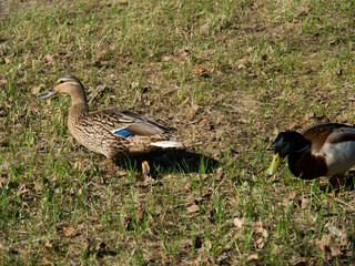 Two ducks walk in the city Park, Drake and duck.