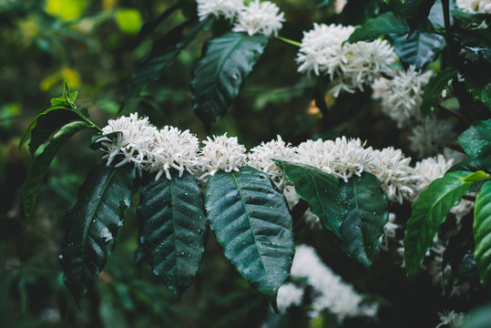 Coffee flowers