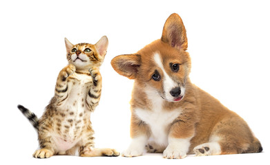 cute kitten and dog together isolated
