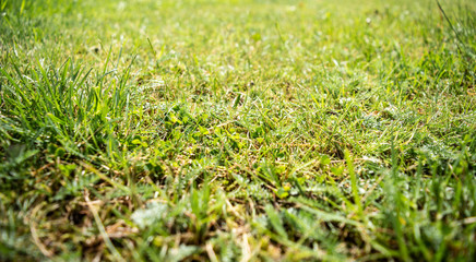grass in garden