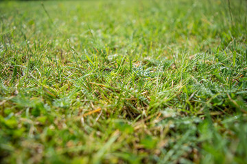 green grass with dew