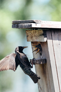 Starling flying to the birdhouse