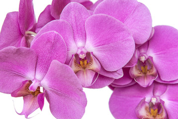 Orchid flowers of pink color close up