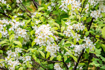 white flowers in the garden