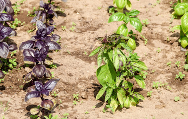 Two types of fresh basil green and purple