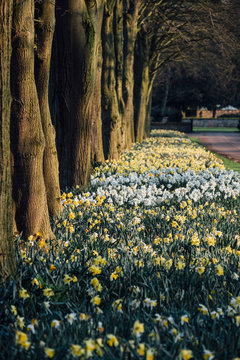 Spring Daffodils growing along an avenue of trees. Norfolk, UK.