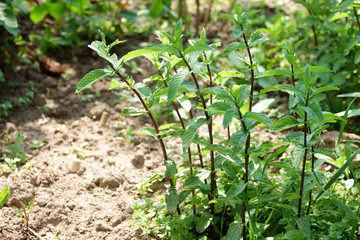 Bright green mint leaves, closeup in garden