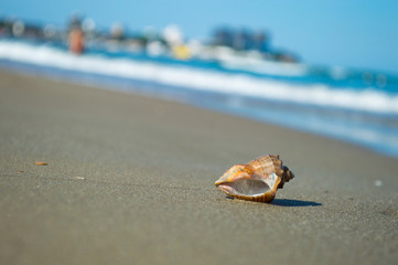 Beautiful sandy beach with seashell and blur ocean background summer concept. Blue water, white waves, sunlight. Free space for your text. Summer holiday and vacation concept for tourism.