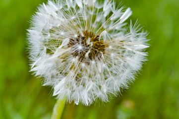 Dandelion