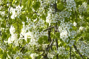 Flowering gardens, cherry blossoms