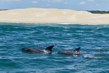 Obraz premium Bottlenose dolphins in the Algoa Bay