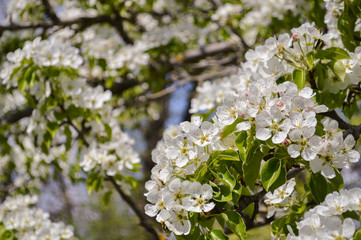 Blossom pear tree branch, beautiful spring flowers for vintage background. Soft selective focus.