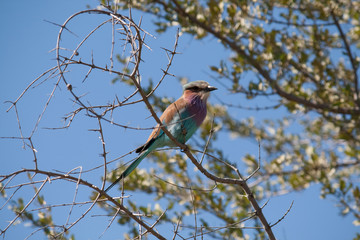 European roller on a brench