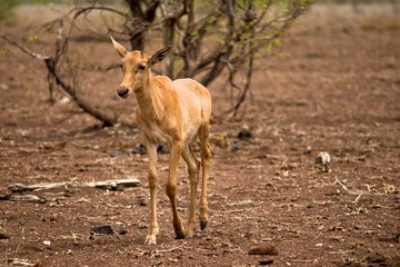 Naklejka na ściany i meble A young tsessebe in Kruger National Park