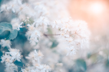 White small flowers of clematis in the sunlight, beautiful toned. Blooming gentle natural background. Soft, selective focus.