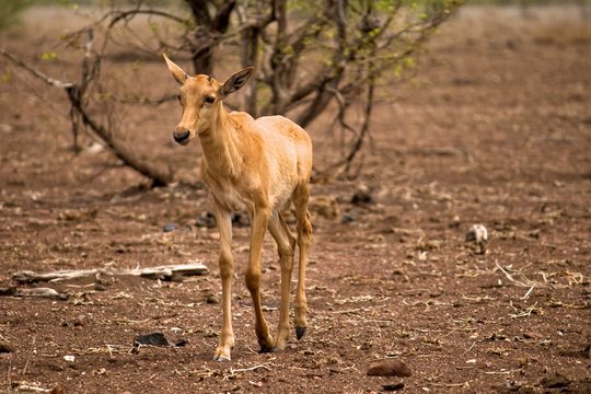 A young tsessebe in Kruger National Park