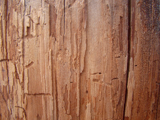 Wood texture for the background. Old tree with a red tint.
