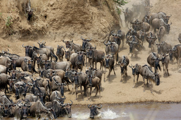 The great migration: wildebeests crossing the Mara river, Masai Mara, Kenya