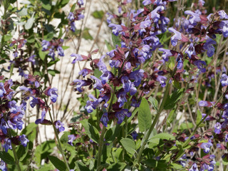 Salvia officinalis - Floraison printanière de la sauge officinale ou herbe sacrée