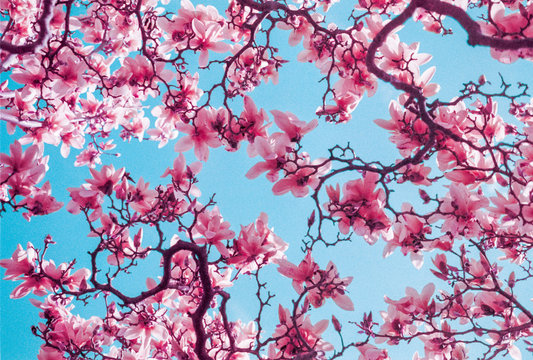 Colorful pink flowers under a bright blue sky