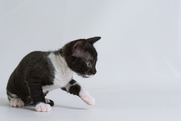 Little kitten Ural Rex sneaks behind the toy, isolated on a white background. Color: black bicolor.