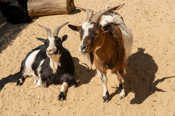 two mini goats in establishment