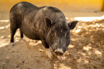 a Vietnamese pig settlement