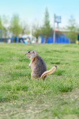 funny gopher stands back in the clearing next to people