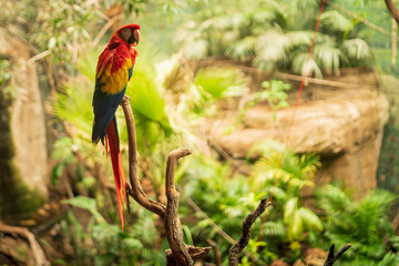 parrot on the trunk