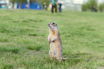 funny squirrel is standing on a clearing with people
