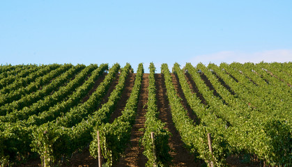 Fototapeta na wymiar Vineyards landscape in Sicily