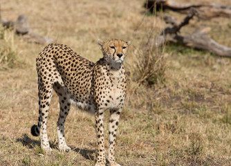 Closeup of a cheetah in the Savannah, Kenya
