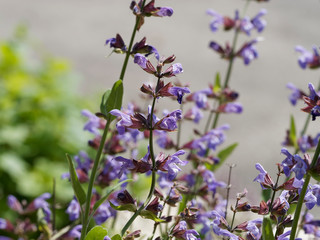 Salvia officinalis - Floraison printanière de la sauge officinale ou herbe sacrée