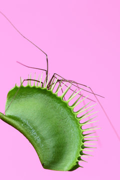 Spider with long legs caught in a venus flytrap plant