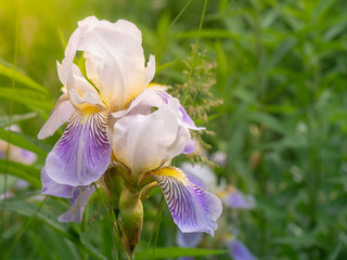 Flowers bearded iris blooms in the garden. Kiev, Ukraine.