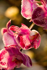 Closeup of Moth orchids, Bahrain