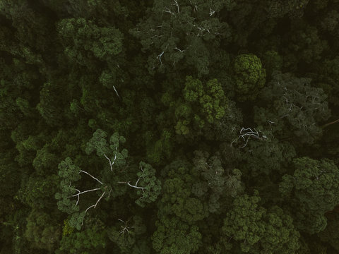 treetops of green lush rainforest from above