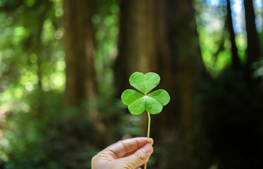 Large clover being held in front of a redwood tree
