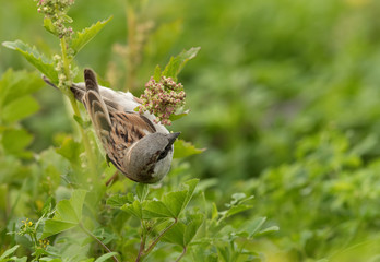 The house sparrow I feeding in the green, Bahain
