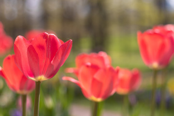 Fototapeta premium Spring flowers red tulips. beautiful red flowers.