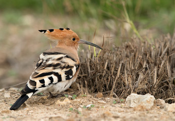 Closeup of Hoopoe seraching food, Bahrain 