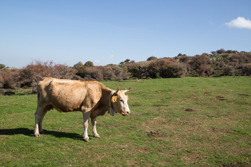 Cow grazing on the grass